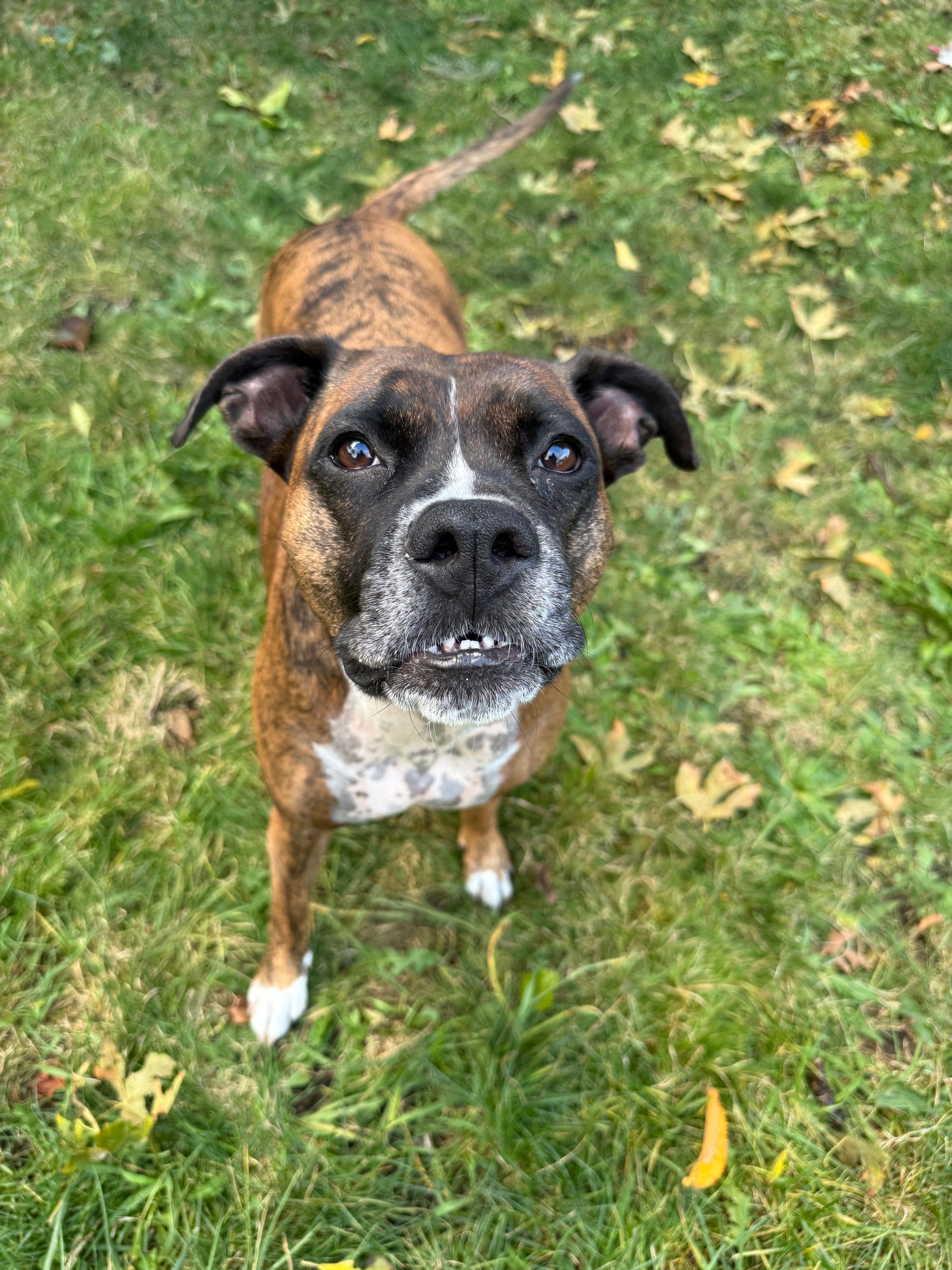 nicole.matichuk@gmail.com: Commission for paint palette for watercolours ft dog sculpture -