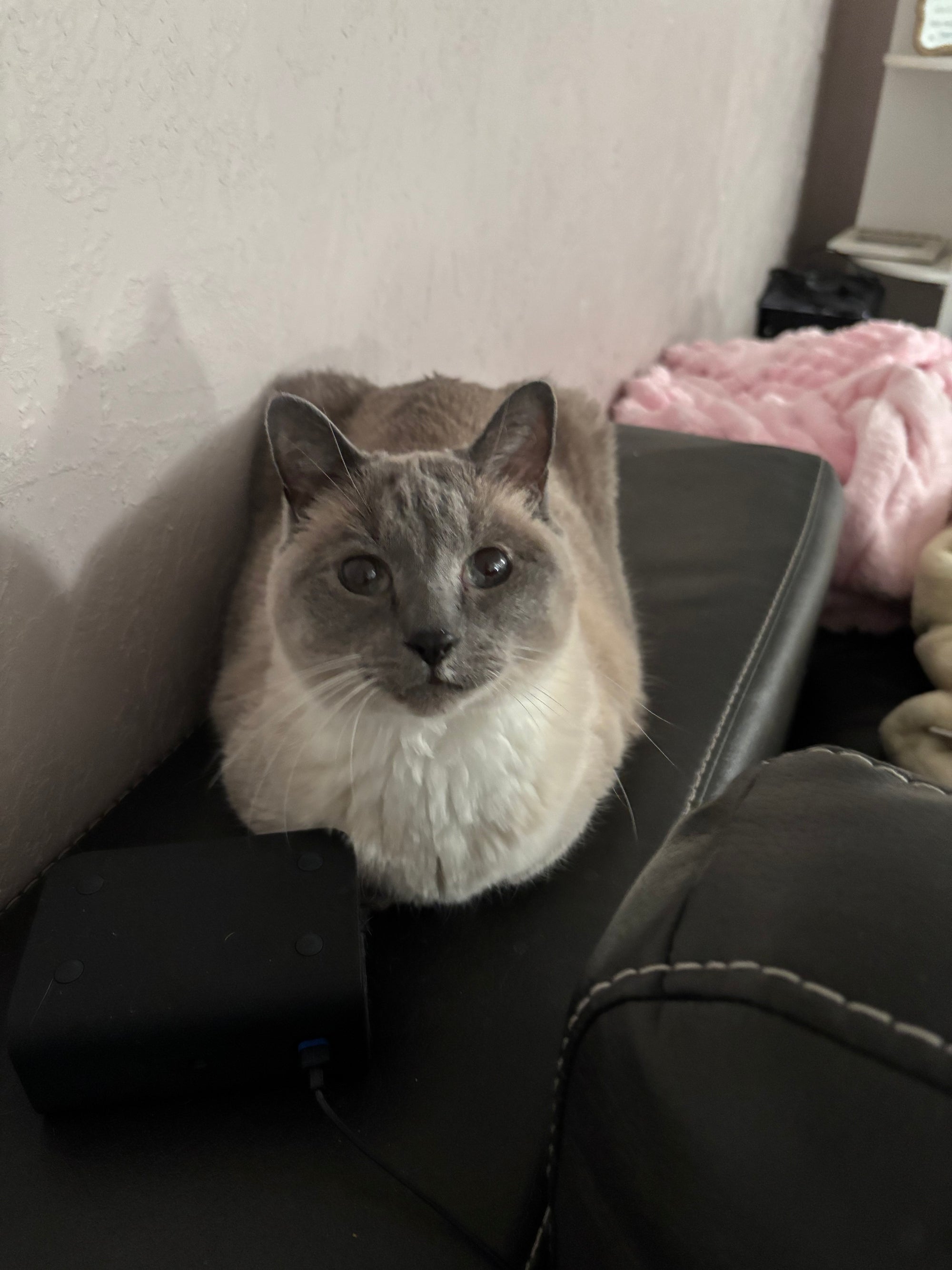 Caigen Commission hot air ballon ft cat , pink details