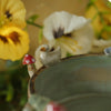 Woodland Fox and Friends Tree Stump Trinket (9cm Width x 4cm Height)